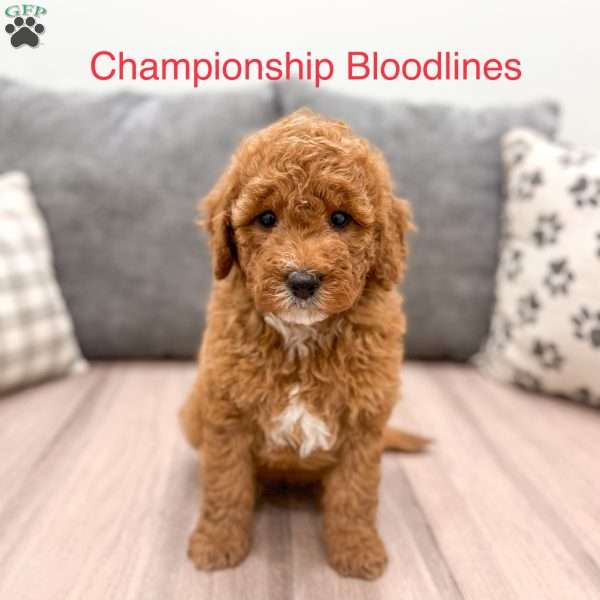 Dolly, Goldendoodle Puppy